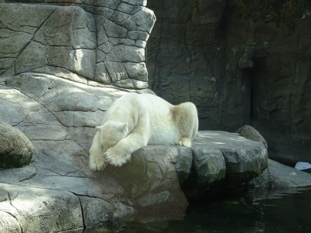 f:id:osanpowanko:20170408154700j:plain