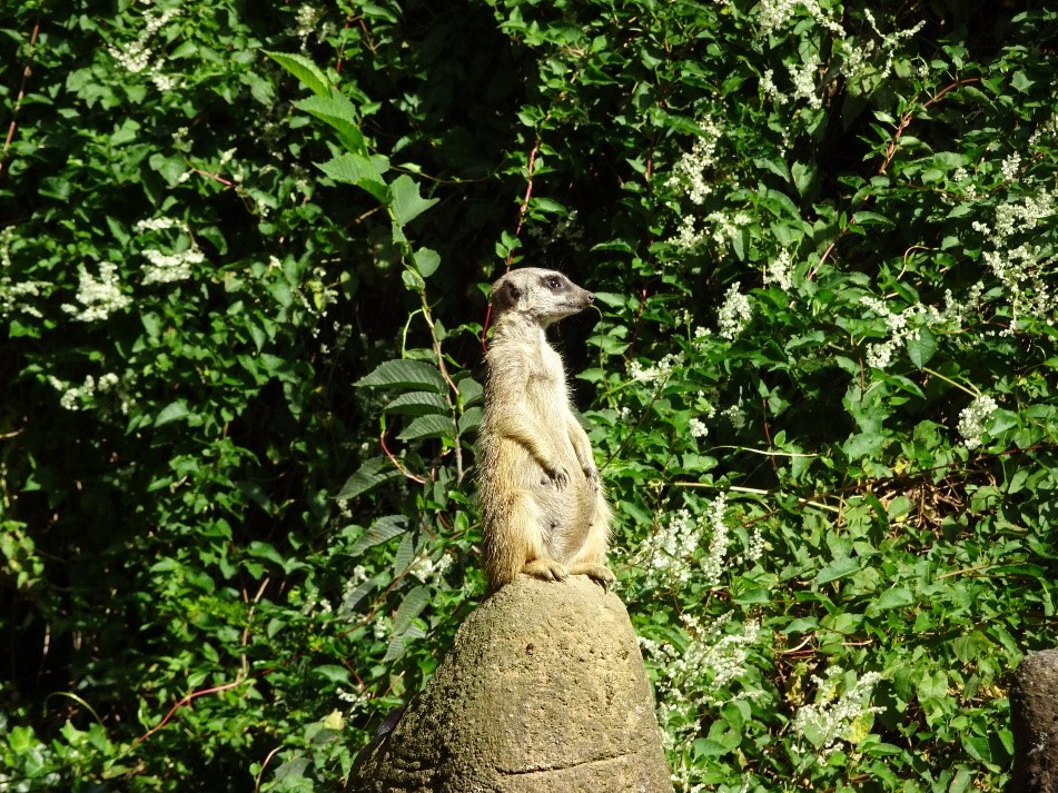 f:id:osanpowanko:20170408154815j:plain