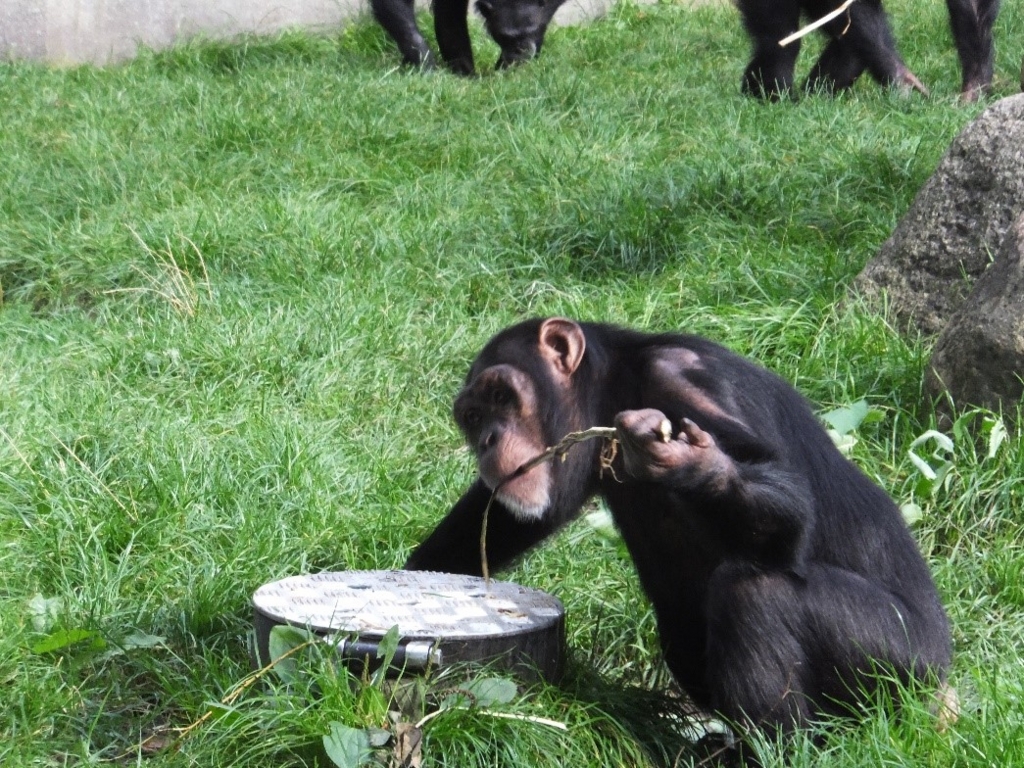 f:id:osanpowanko:20170408154827j:plain