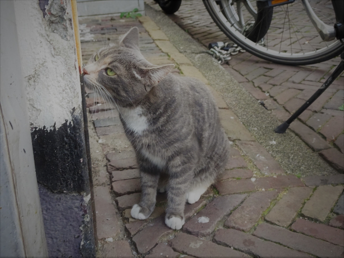 f:id:osanpowanko:20190827193702j:plain