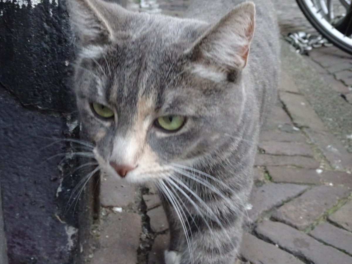 f:id:osanpowanko:20190827193705j:plain