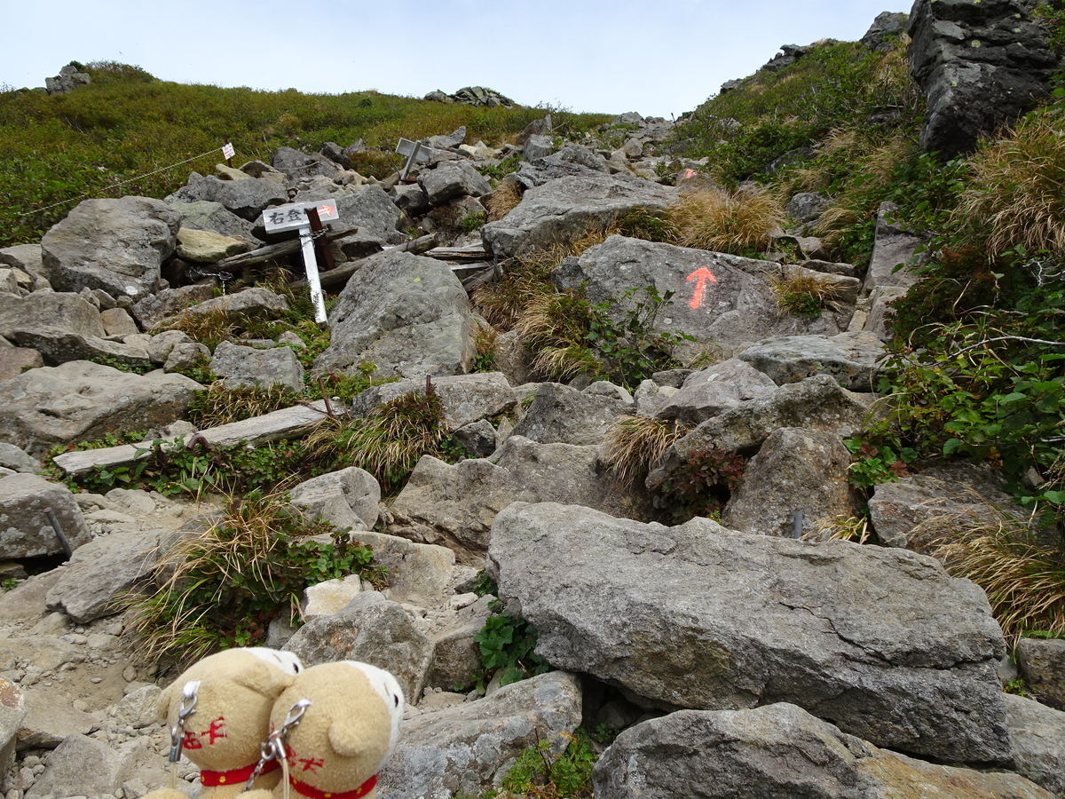 みっくん 青森県岩木山採取　あけび蔓　長 短 各1kg　合計2kg 練習用 みっくん様専用 青森県岩木山採取 あけび蔓 長 短 各1kg 合計2kg