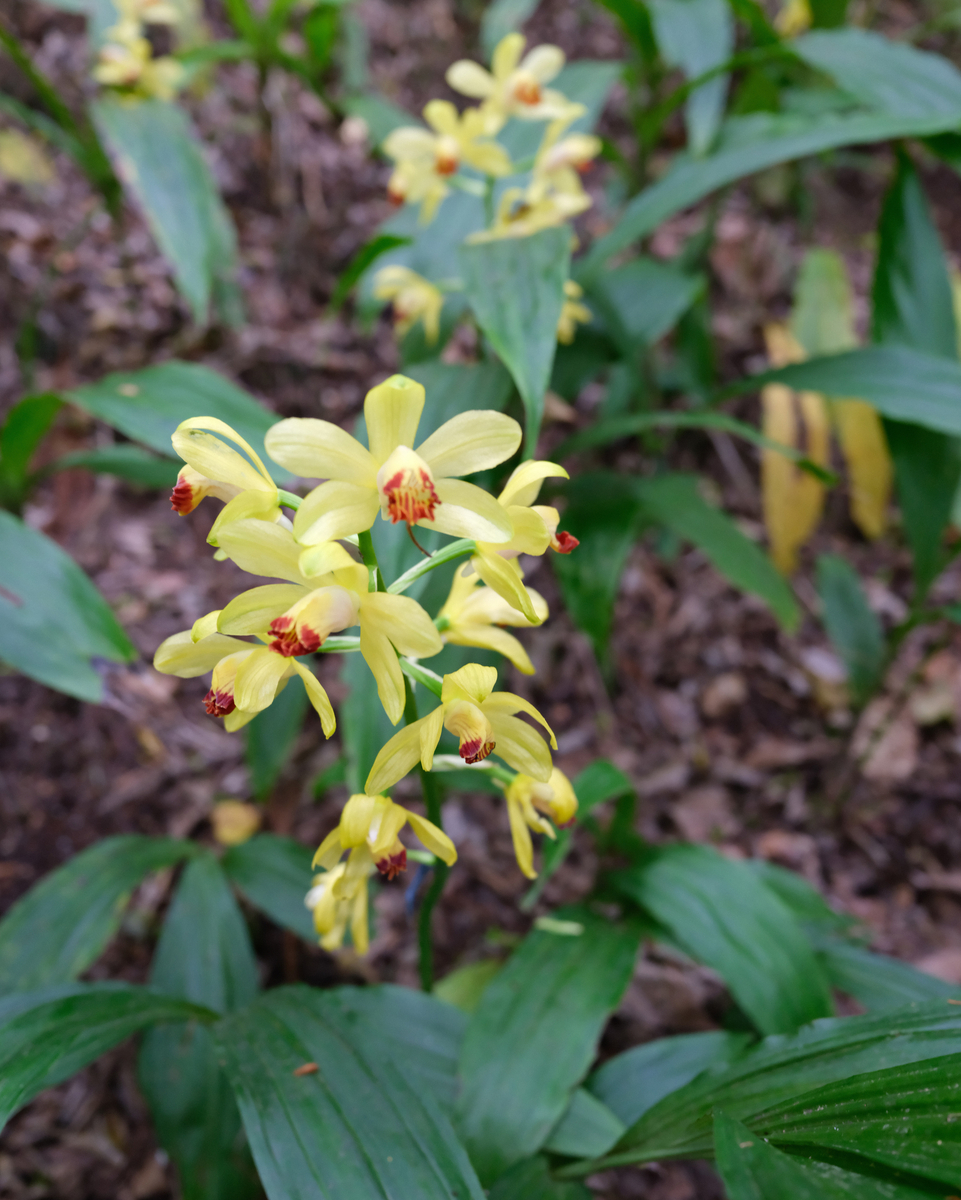 高知旅で立ち寄りたい牧野植物園｜植物を見る目が少し変わる場所 - お