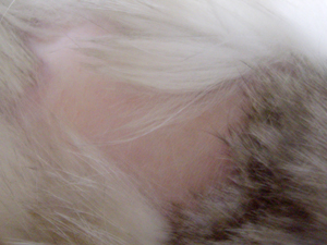 ふじこのはげ推移 うさぎのふじこ闘病用メモ