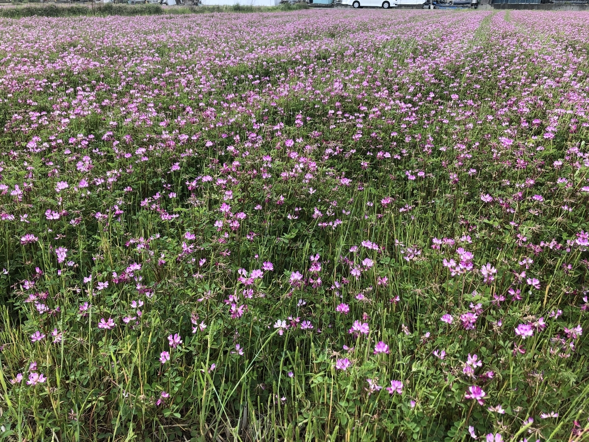 f:id:oscarfreire5414:20200422174249j:plain