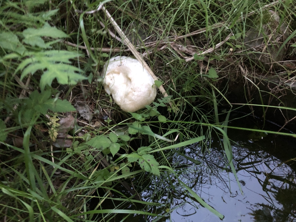 f:id:oscarfreire5414:20200507210439j:plain f:id:oscarfreire5414:20200507210439j:plain