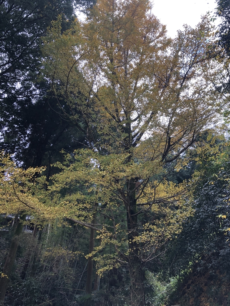 f:id:oscarfreire5414:20201122131959j:plain