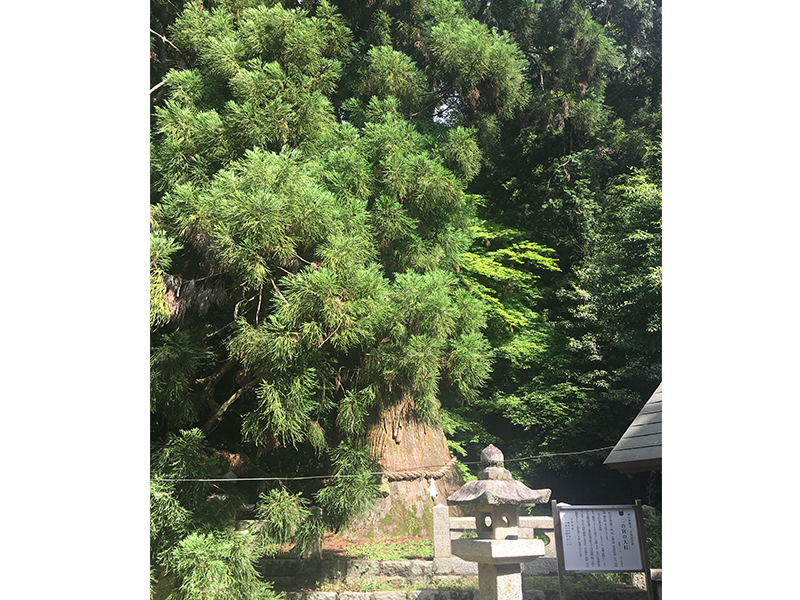 f:id:oseaco8:20180530185732j:plain