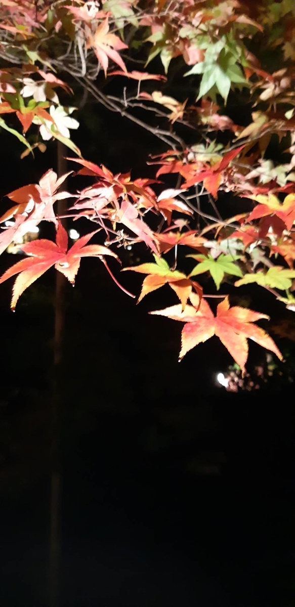 f:id:oshaberisai:20191204150555j:plain f:id:oshaberisai:20191204150555j:plain
