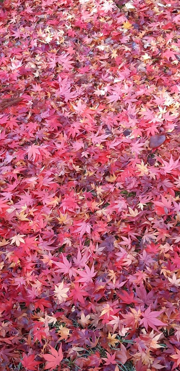 f:id:oshaberisai:20191204150637j:plain f:id:oshaberisai:20191204150637j:plain