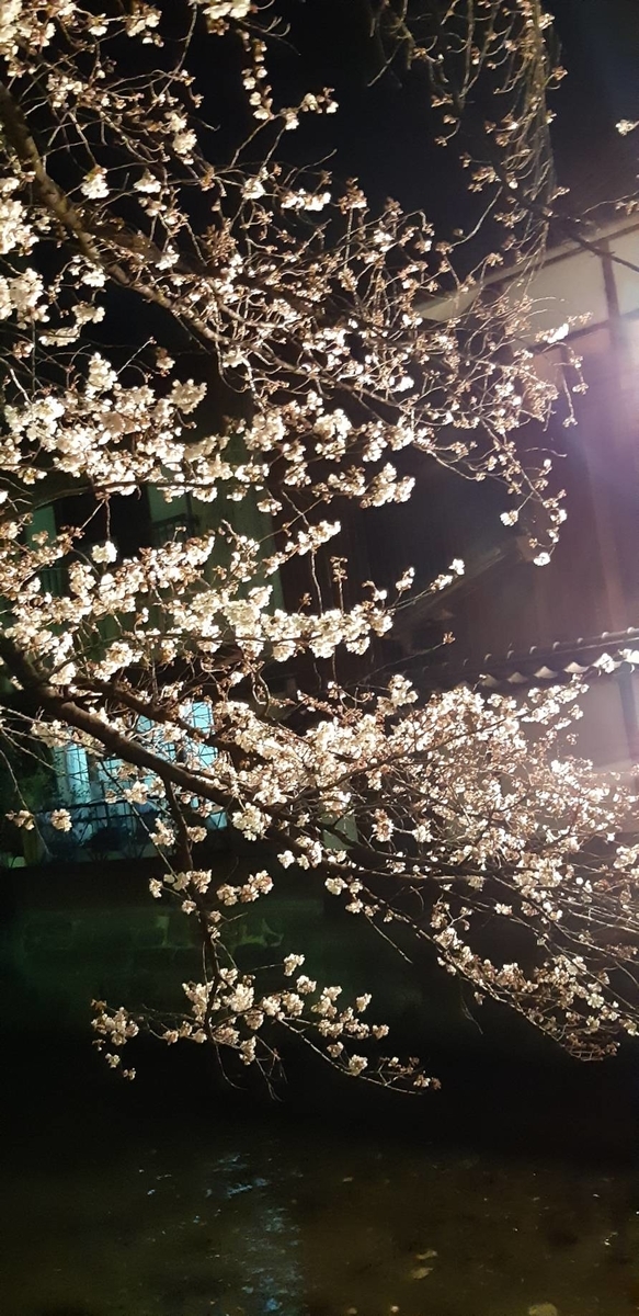 f:id:oshaberisai:20200406125302j:plain f:id:oshaberisai:20200406125302j:plain