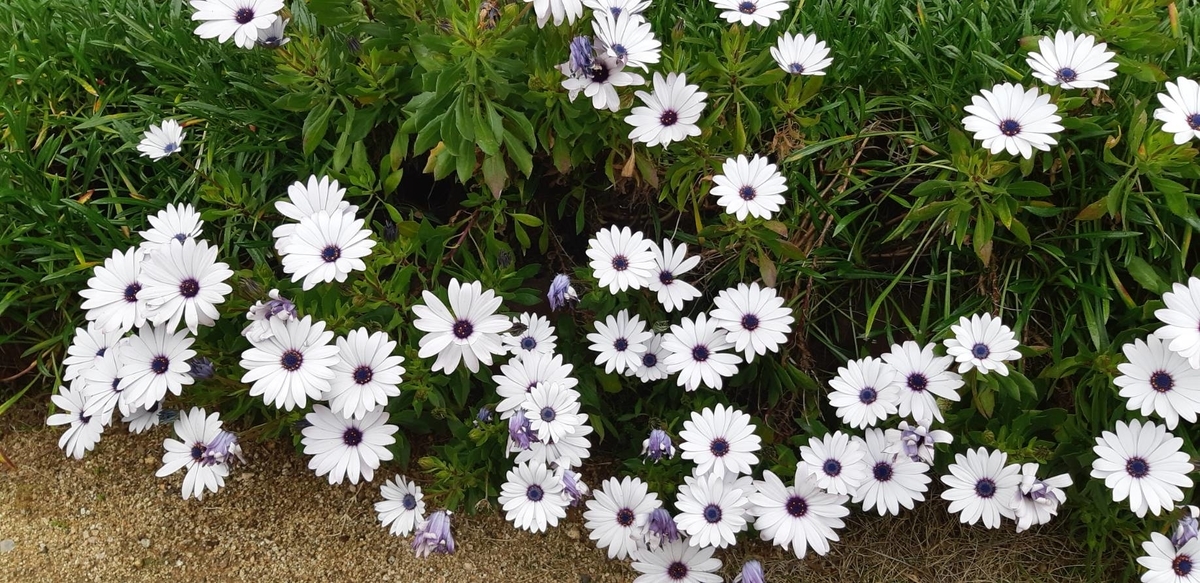 f:id:oshaberisai:20200415111632j:plain f:id:oshaberisai:20200415111632j:plain