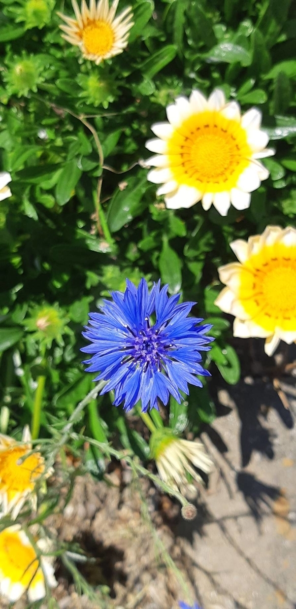 f:id:oshaberisai:20200604160059j:plain f:id:oshaberisai:20200604160059j:plain