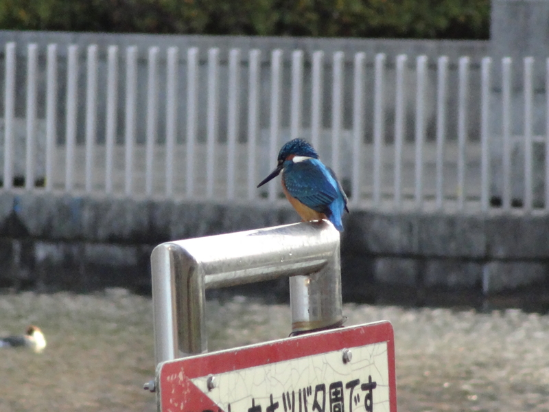 f:id:oshikun:20161214153323j:image