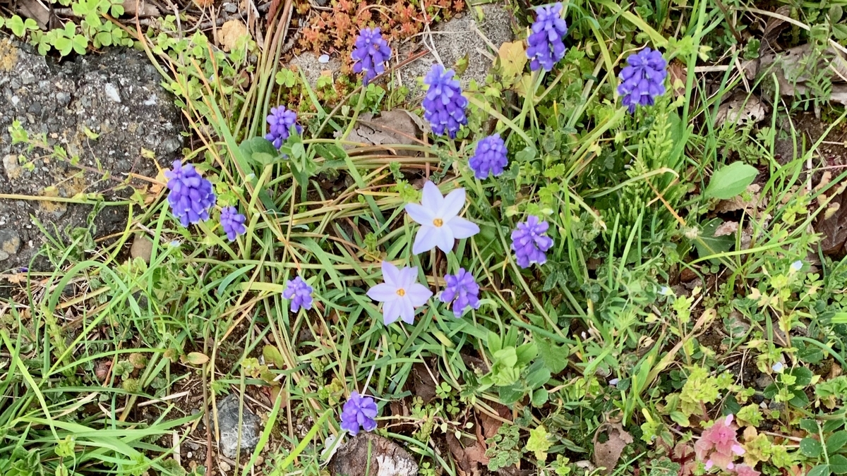 f:id:osicoman:20190401164752j:plain