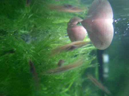 f:id:osino-suizokukan:20090316155342j:image f:id:osino-suizokukan:20090316155342j:image