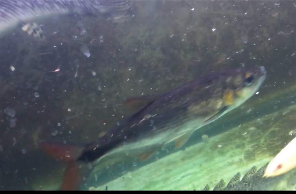 f:id:osio-gomizo:20240226011843j:image