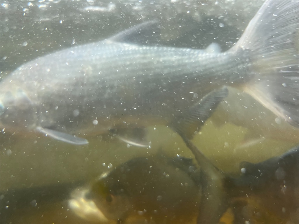 f:id:osio-gomizo:20241106102103j:image