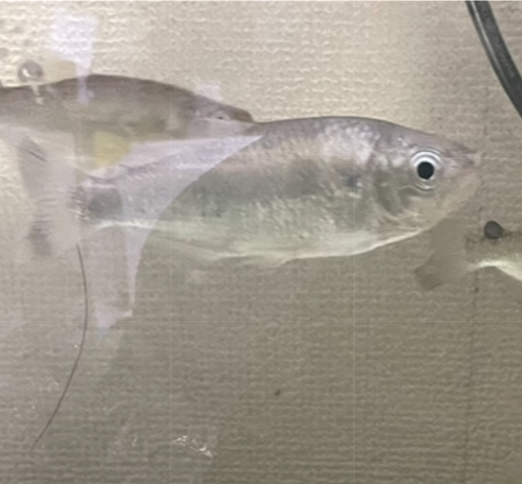 f:id:osio-gomizo:20241212100107j:image