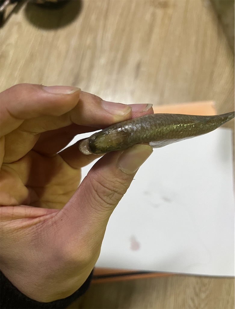 f:id:osio-gomizo:20241228223852j:image