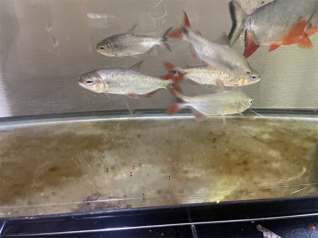 f:id:osio-gomizo:20250120190011j:image