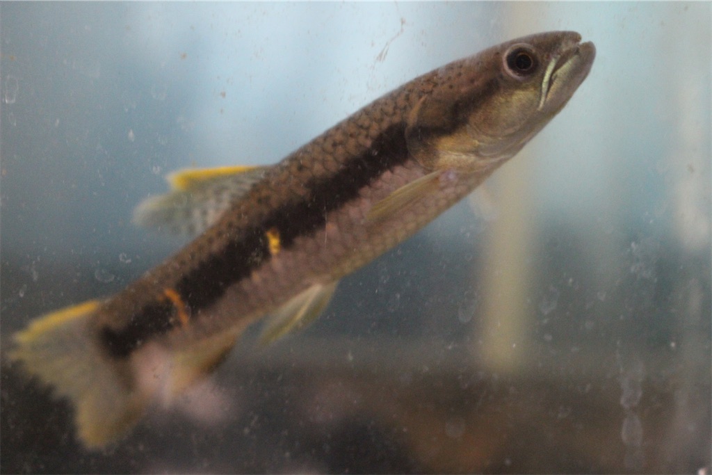 f:id:osio-gomizo:20250406233751j:image