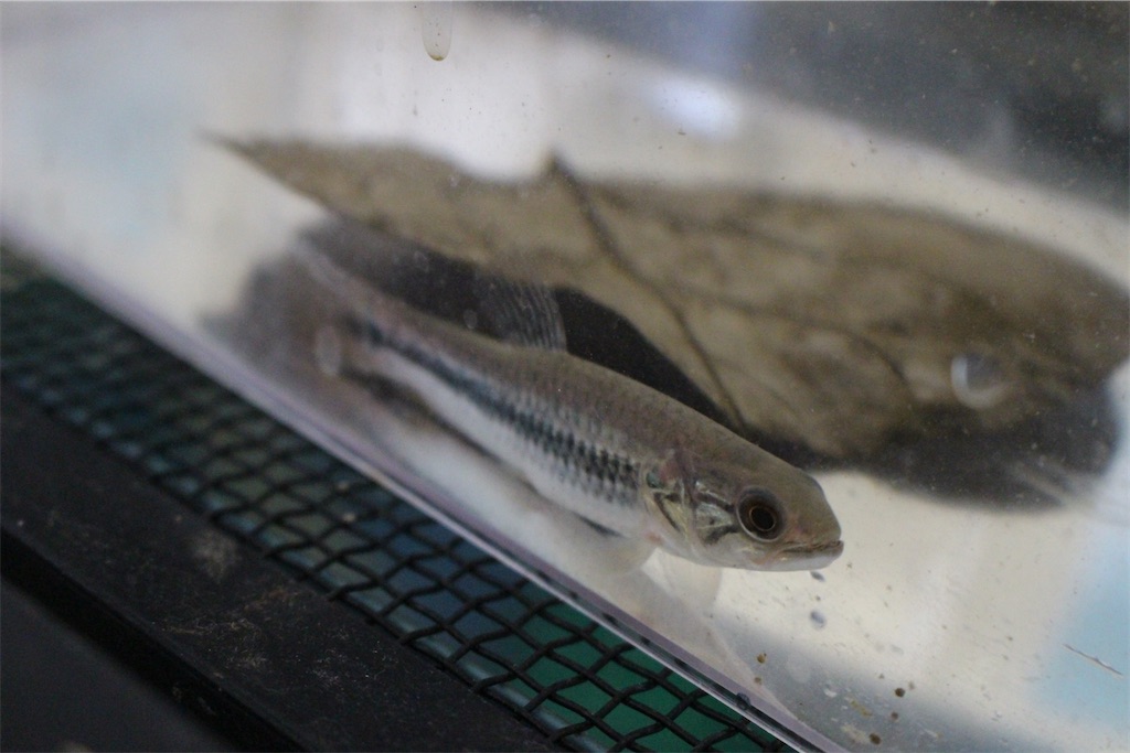 f:id:osio-gomizo:20250419232459j:image