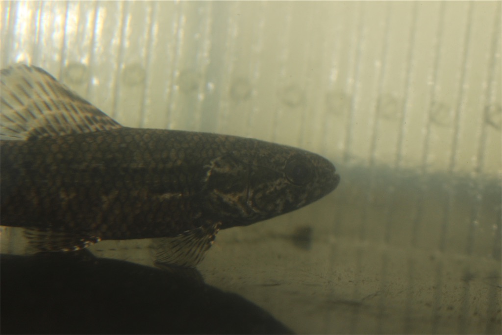 f:id:osio-gomizo:20250420000058j:image