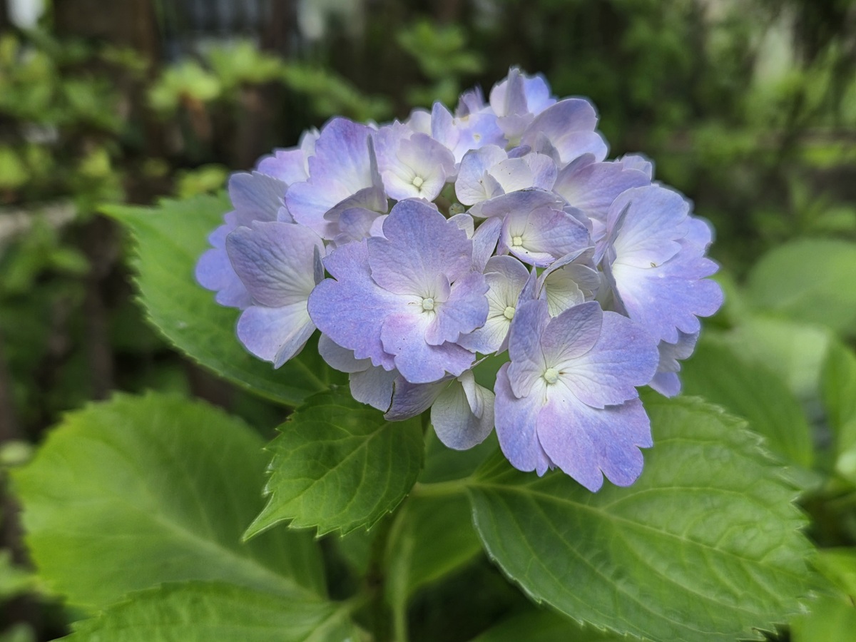庭の花 - おしる子日記
