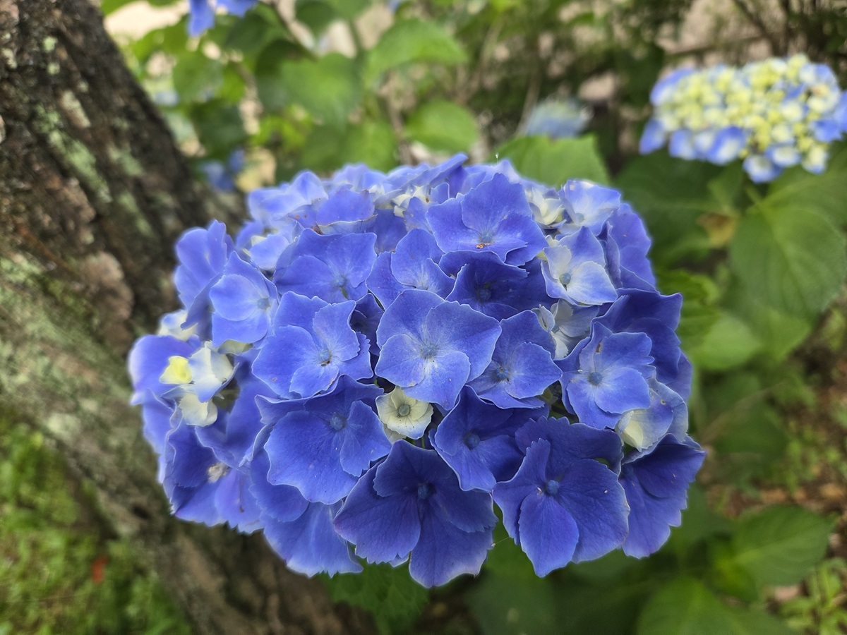 庭の花 - おしる子日記