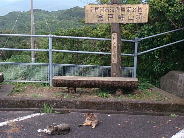 イメージ 5