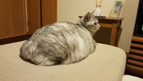 f:id:osorasan:20211128175436j:plain