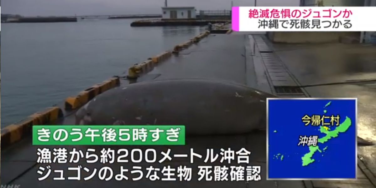 ジュゴン家族の生活圏で赤土を運び海砂採集 たった３頭のジュゴンも守ることができない政府が いったいを守るというのか Osprey Fuan Club
