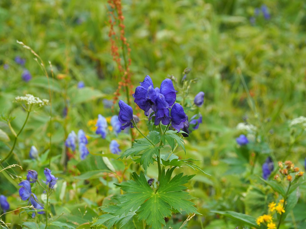f:id:ossan010:20190913143404j:plain f:id:ossan010:20190913143404j:plain
