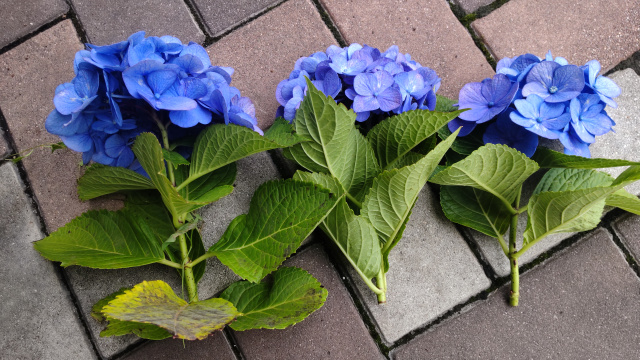 SPINGEAR - HYDRANGEA Lisianthus