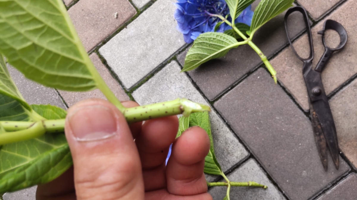 アジサイの挿し木 - おっさん天国 物欲の泉