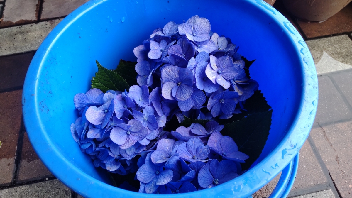 アジサイの挿し木 - おっさん天国 物欲の泉