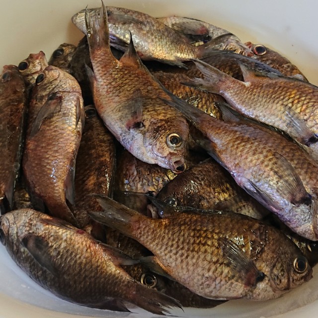 チャリをフェでいただきます 釣り好き食いしん坊が島に移住する話