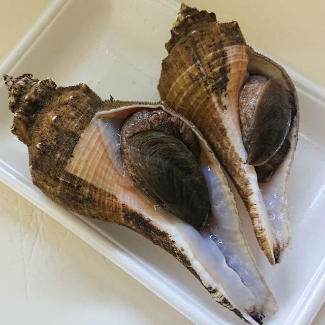 強敵と対峙 - 釣り好き食いしん坊が島に移住する話