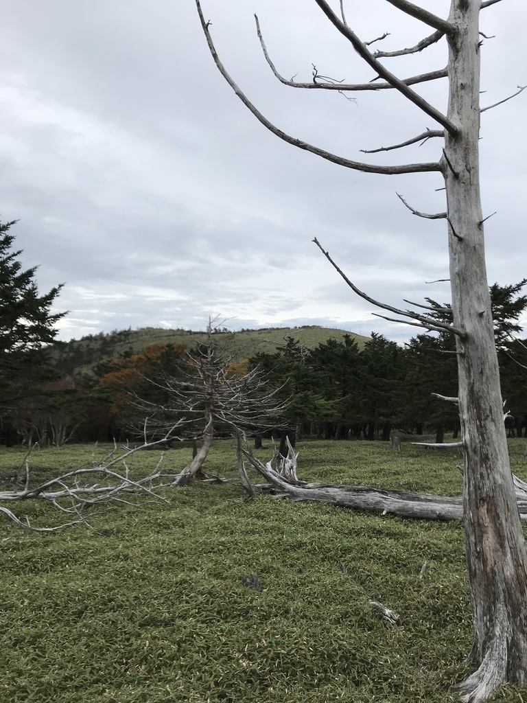 f:id:ossantozan:20181207135233j:plain