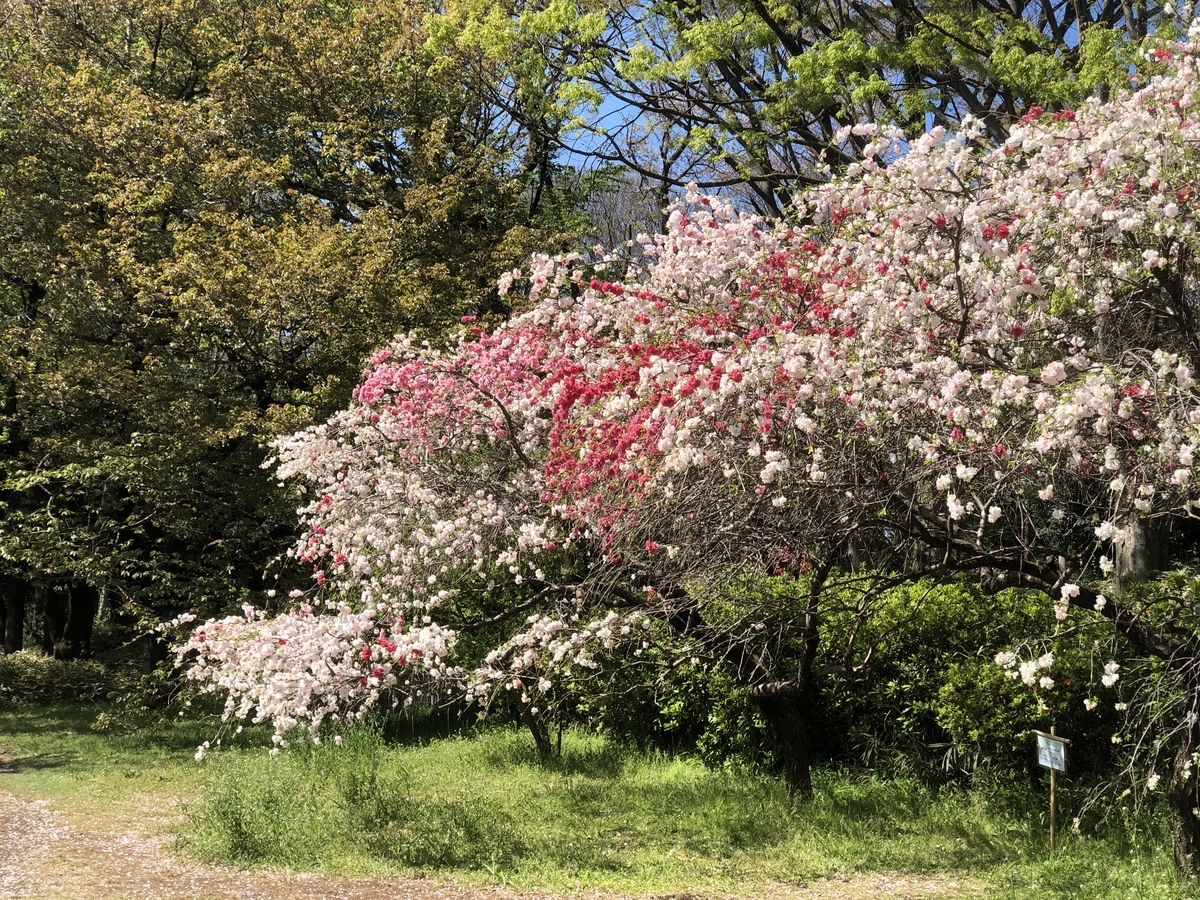 f:id:osshi-t:20190413092011j:plain f:id:osshi-t:20190413092011j:plain