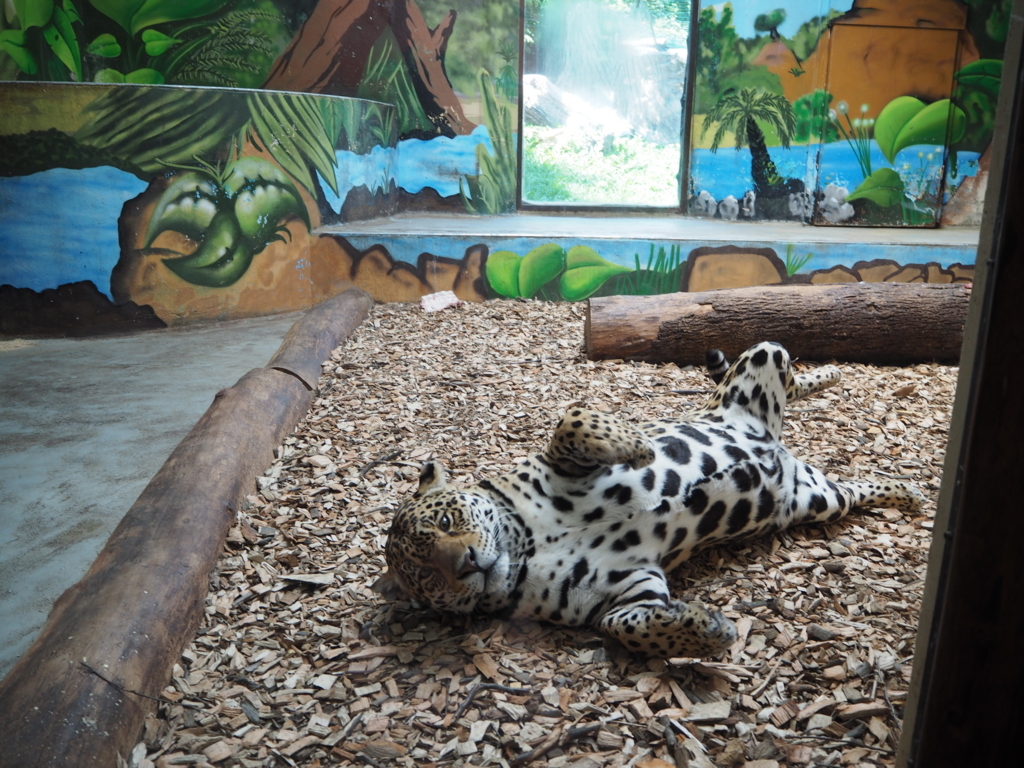 Zoo Bratislavaで感じた日本とヨーロッパの動物園の違い Tecotoca