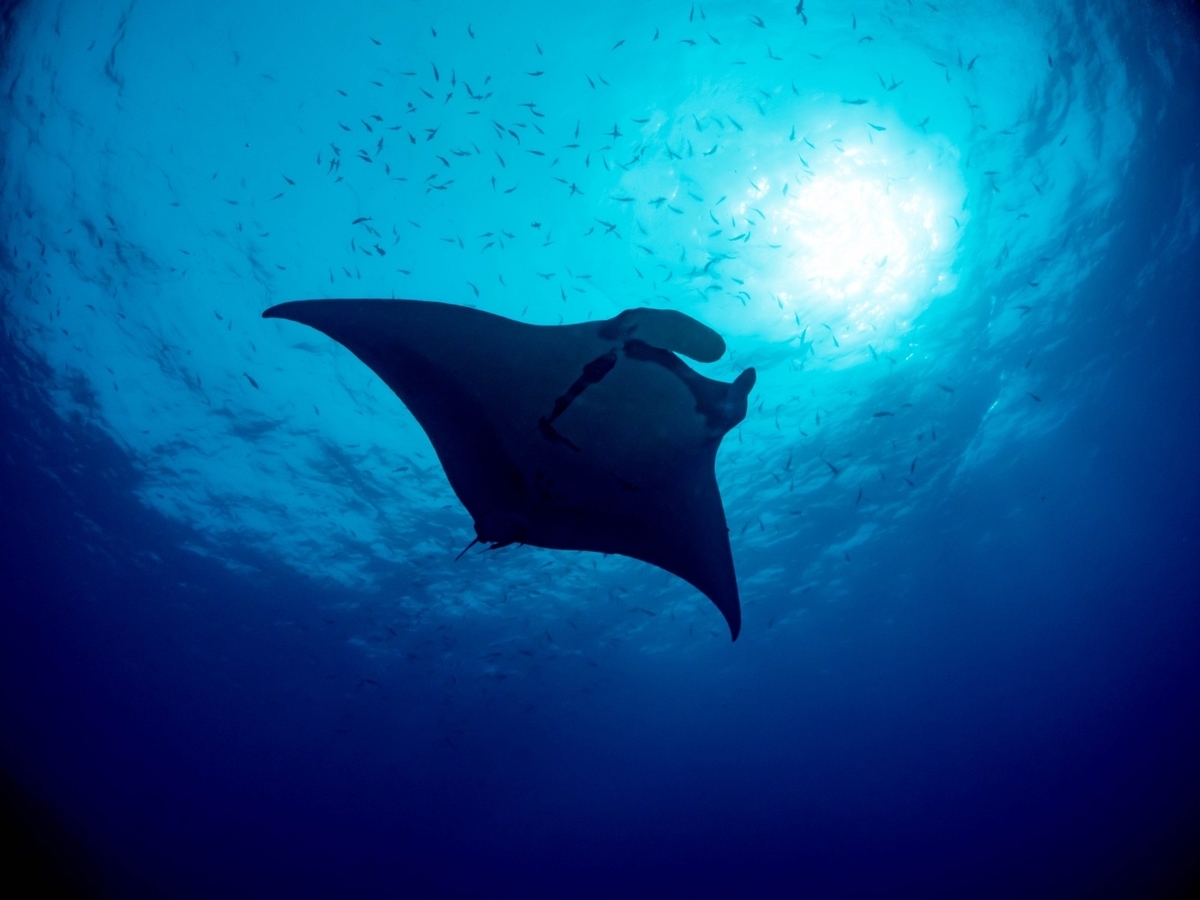 ネットで3アマ独学合格 第3級アマチュア無線技士 無線工学 電源2 五十男の失敗談 人生こんなハズではなかった