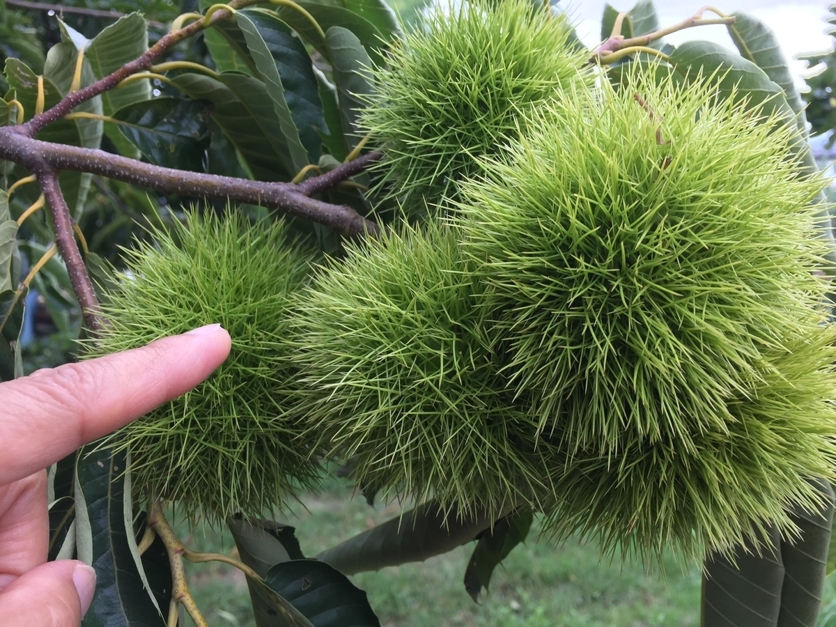 f:id:osusume60:20190926092945j:plain f:id:osusume60:20190926092945j:plain