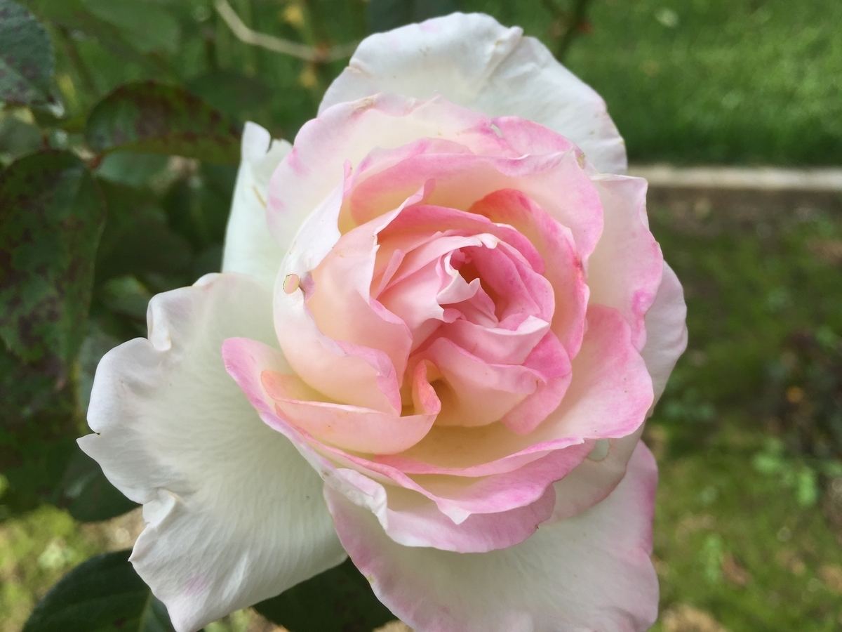 f:id:osusume60:20191001080646j:plain f:id:osusume60:20191001080646j:plain