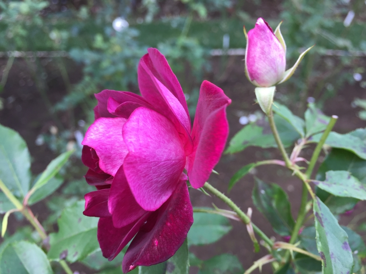 f:id:osusume60:20191004161207j:plain f:id:osusume60:20191004161207j:plain