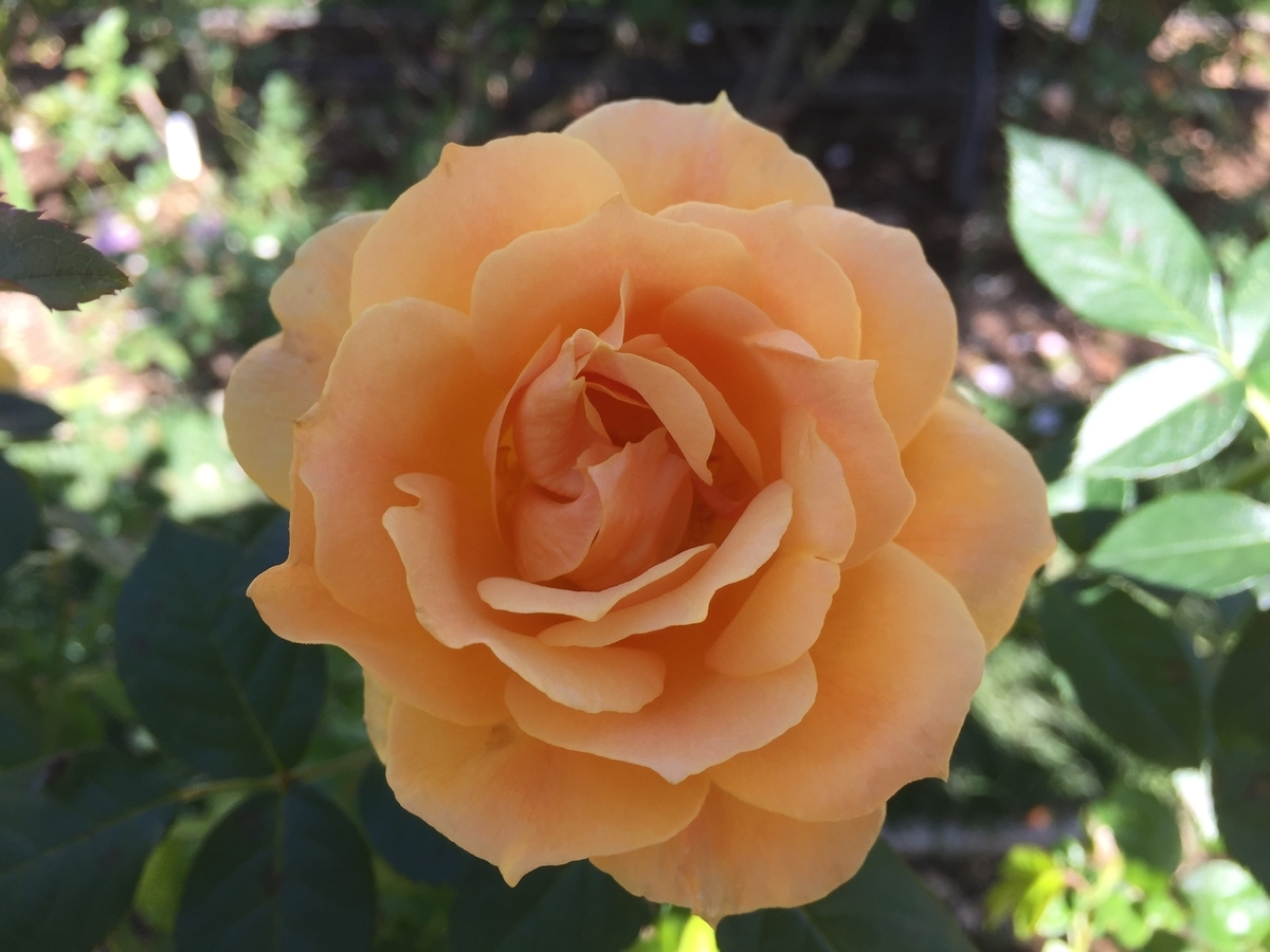 f:id:osusume60:20191010191456j:plain f:id:osusume60:20191010191456j:plain