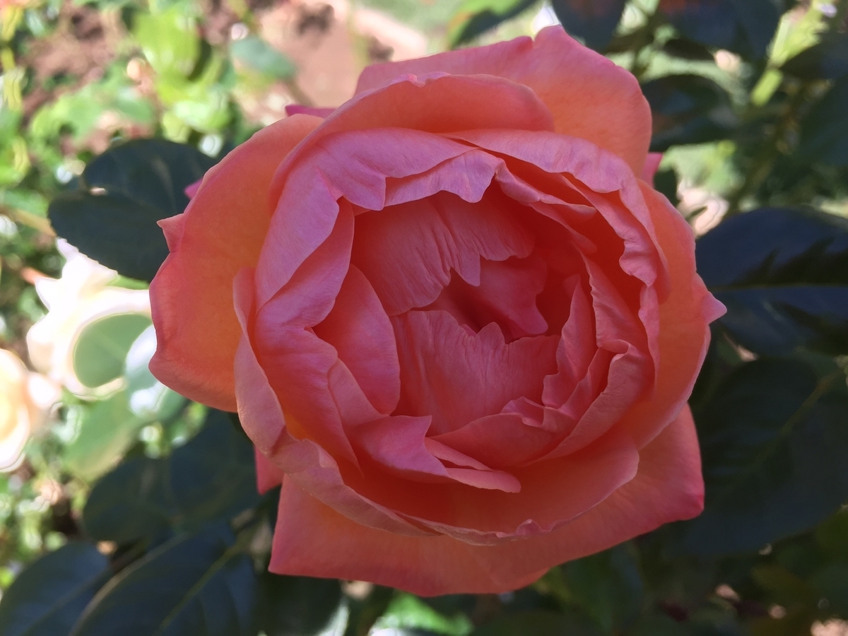 f:id:osusume60:20191015225150j:plain f:id:osusume60:20191015225150j:plain