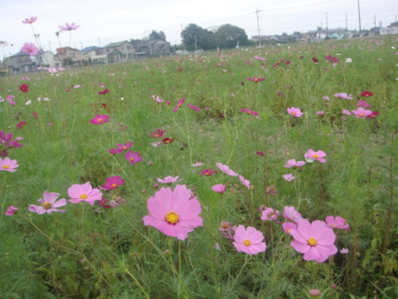 f:id:osyousan:20090918161432j:image f:id:osyousan:20090918161432j:image