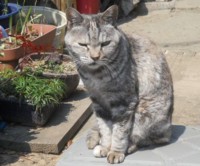 f:id:osyousan:20110330114736j:image:right